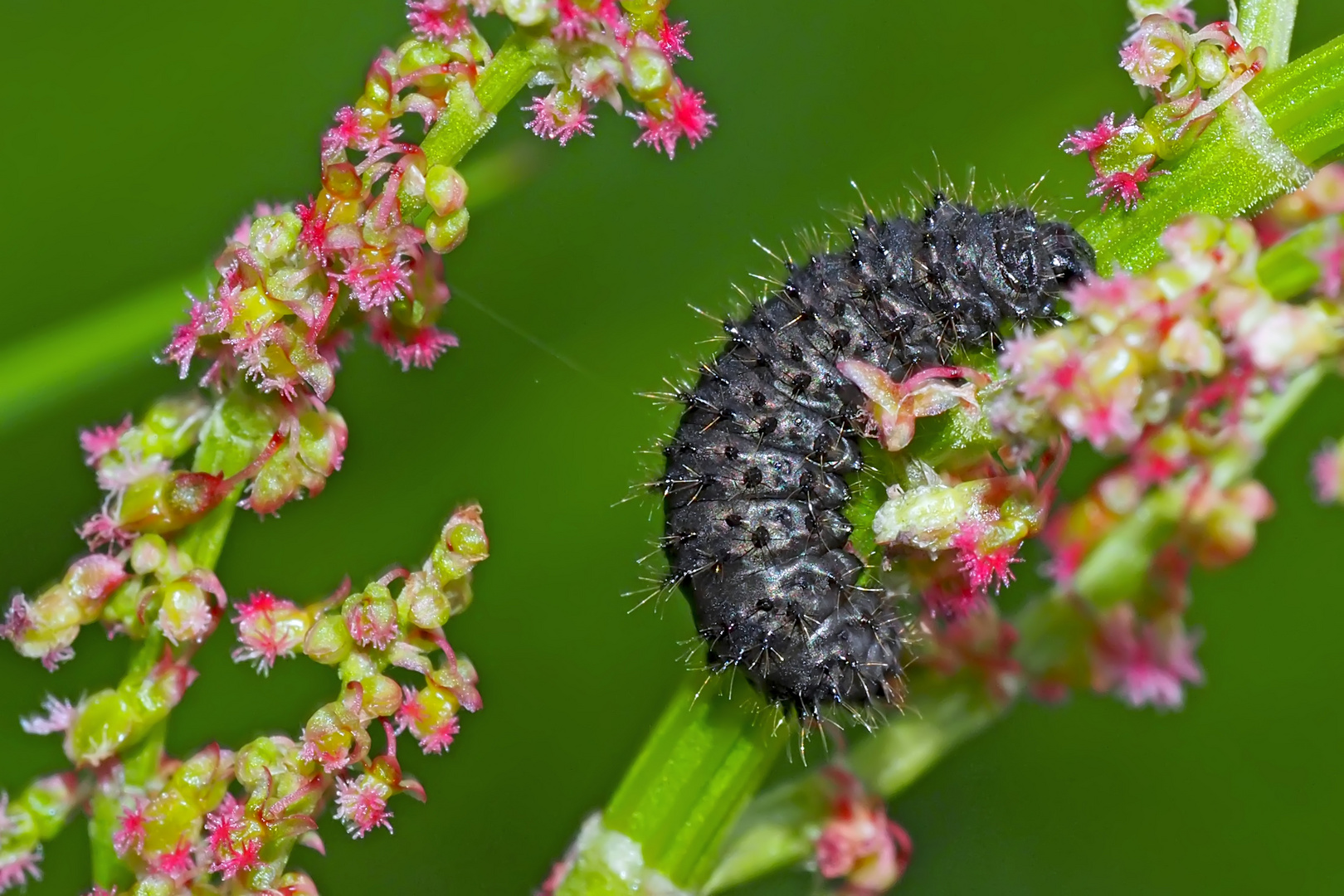 Larve vom Ampferblattkäfer (Gastrophysa viridula)* - Elle a toujours faim ...