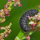 Larve vom Ampferblattkäfer (Gastrophysa viridula)* - Elle a toujours faim ...