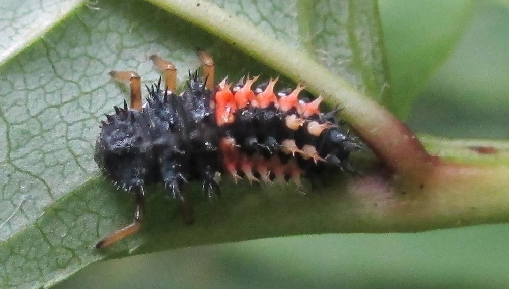 Larve vom Asiatischen Marienkäfer (Harmonia axyridis)