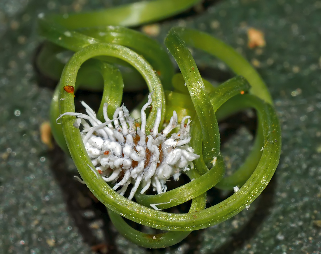 Larve vom Australischen Marienkäfer.  - La larve est aussi utile que la coccinelle!