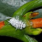 Larve vom Australischen Marienkäfer. - La larve est aussi utile que la coccinelle!