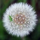 Larve vom Grünen Heupferd (Tettigonia viridissima) fein eingebettet! *