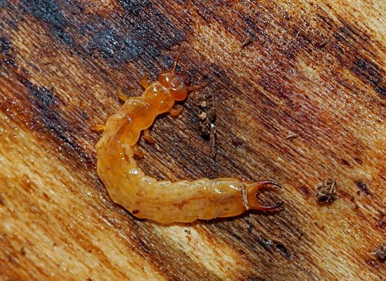 Larve vom Scharlachroten Feuerkäfer (Pyrochroa coccinea) - Une larve sous l'écorce d'un vieil arbre.