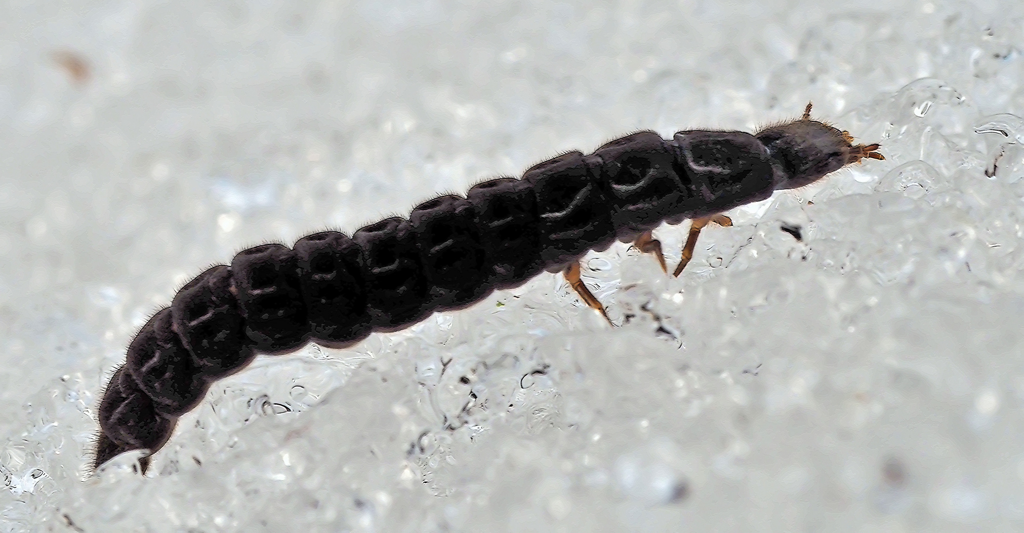 Larve von Cantharidae* auf dem Schnee bei tiefen Temperaturen. - Téléphaure fauve sur la neige.