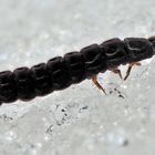 Larve von Cantharidae* auf dem Schnee bei tiefen Temperaturen. - Téléphaure fauve sur la neige.