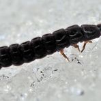 Larve von Cantharidae* auf dem Schnee bei tiefen Temperaturen. - Téléphaure fauve sur la neige.