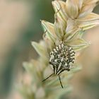 Larve von Carpocoris sp.