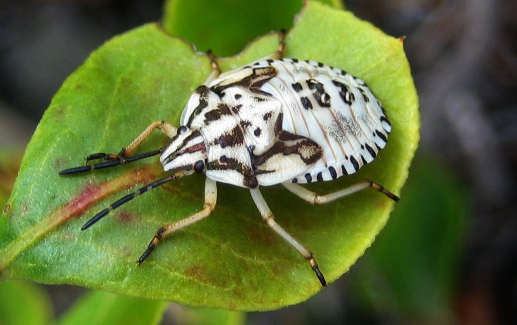 Larve von Carpocoris sp. und nicht Eryderma ornatum (korrigiert von F. Marquard)