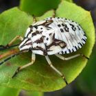 Larve von Carpocoris sp. und nicht Eryderma ornatum (korrigiert von F. Marquard)