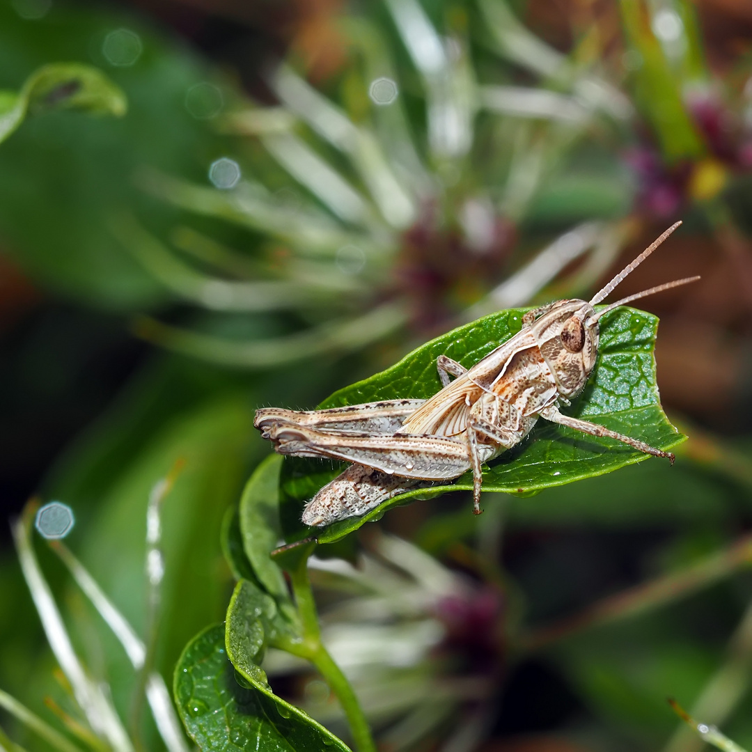 Larve von Chorthippus spec. * Sie liebt es romantisch!