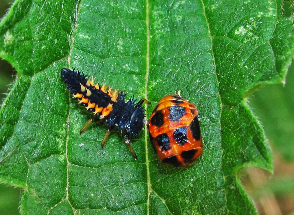 Larve von einem Marienkäfer