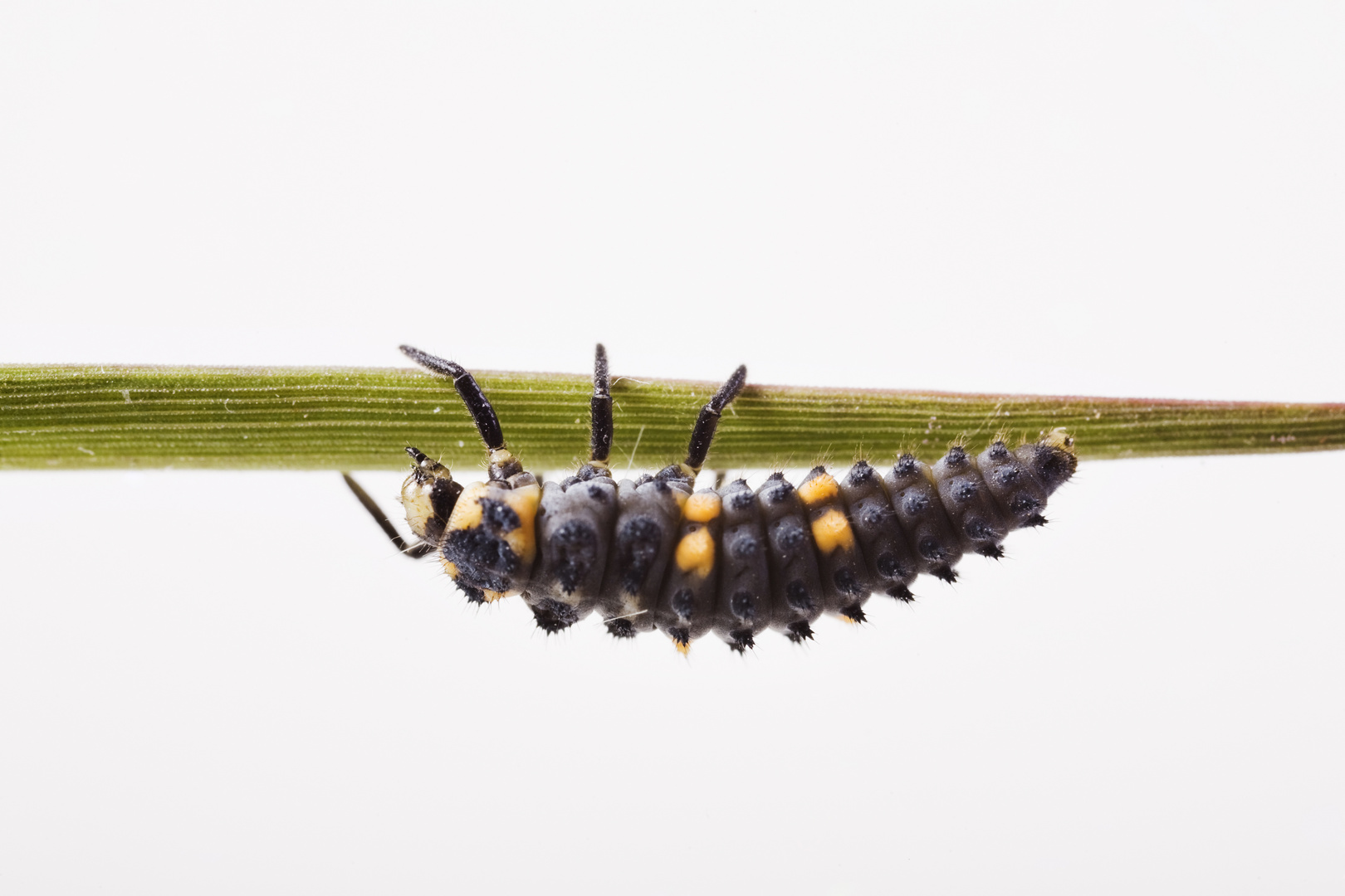 Larve von einem Siebenpunkt-MarienkÃ¤fer MarienkÃ¤fer (Coccinella septempunctata) - larva from a se