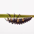 Larve von einem Siebenpunkt-MarienkÃ¤fer MarienkÃ¤fer (Coccinella septempunctata) - larva from a se