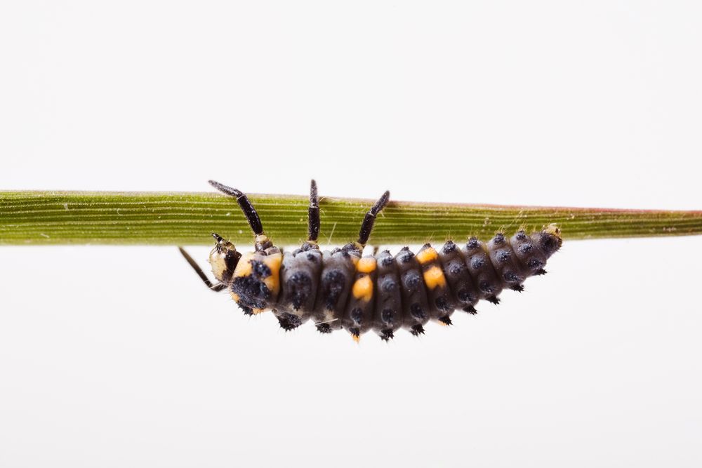 Larve von einem Siebenpunkt-MarienkÃ¤fer MarienkÃ¤fer (Coccinella septempunctata) - larva from a se