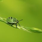 Larve von Grüner Stinkwanze/Palomena prasina