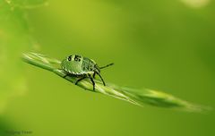 Larve von Grüner Stinkwanze/Palomena prasina