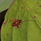 Larve(L5)vonDeraeocoris=Adelphocoris.seticornis