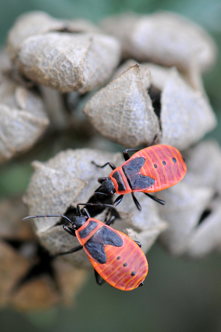 Larven der Feuerwanze (Pyrrhocoris apterus)