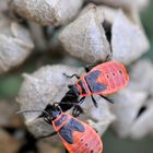 Larven der Feuerwanze (Pyrrhocoris apterus)