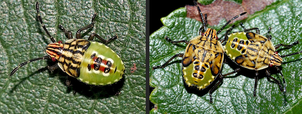 Larven der Fleckigen Brutwanze (Elasmucha grisea) - 10 Tage Unterschied