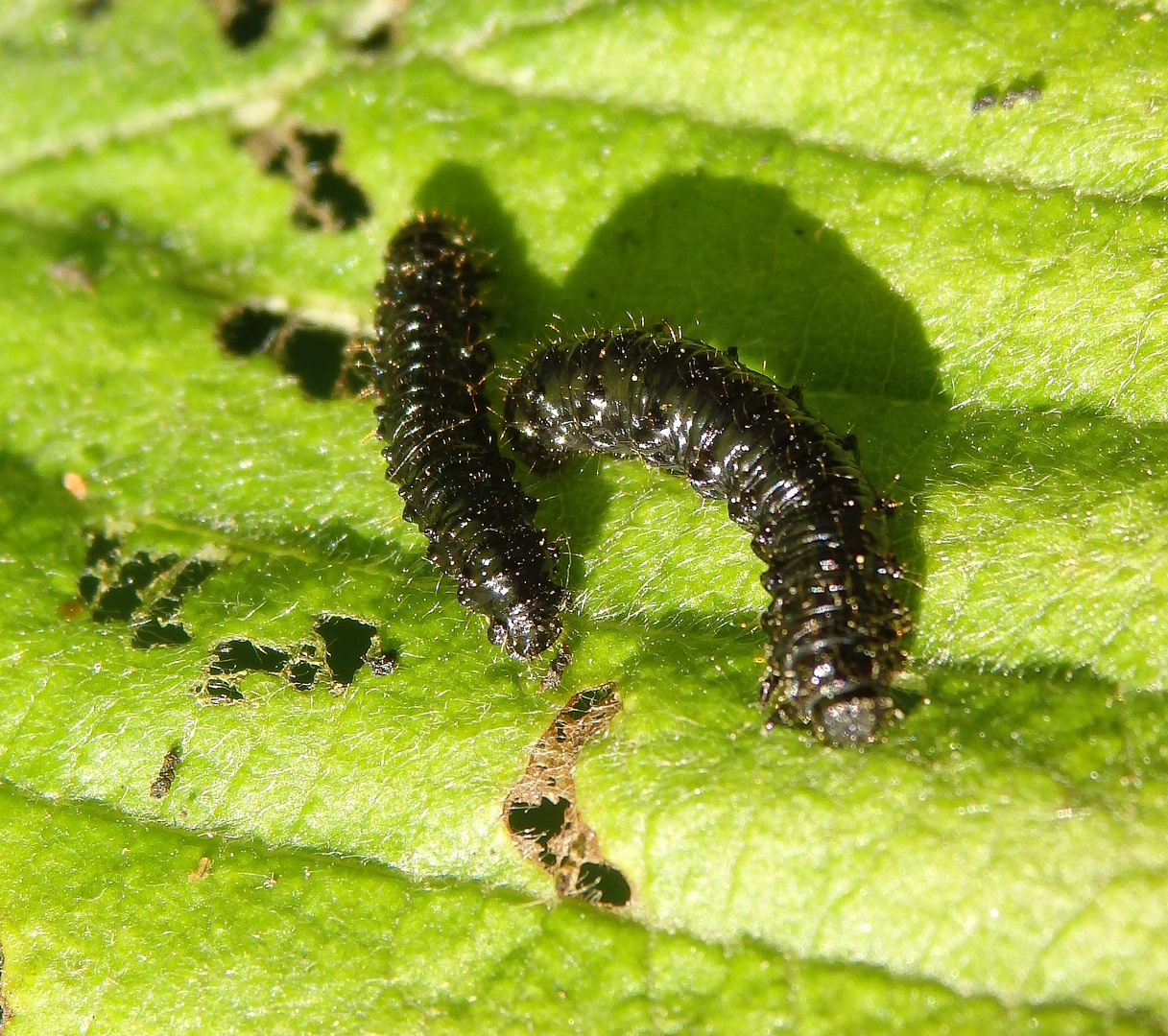 Larven des Blauen Erlenblattkäfers (Agelastica alni)