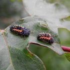 Larven des Harlekin-Marienkäfers (Harmonia axyridis)