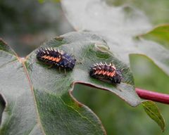 Larven des Harlekin-Marienkäfers (Harmonia axyridis)