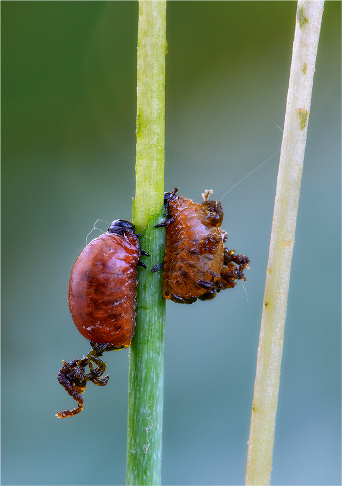 Larven vom Lilienhähnchen