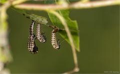 Larven vom Weidenblattkäfer