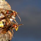 Larvenentsorgung mit Begleitschutz