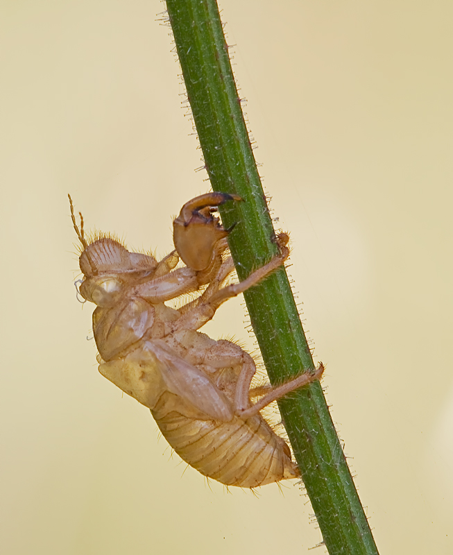 Larvenhaut der Singzikade