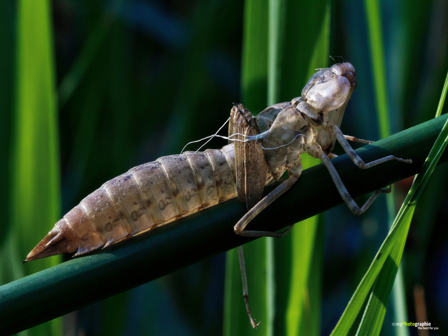 Larvenhaut einer Libelle