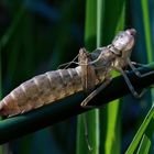 Larvenhaut einer Libelle