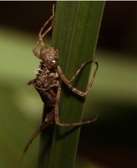 Larvenhülle einer Libelle