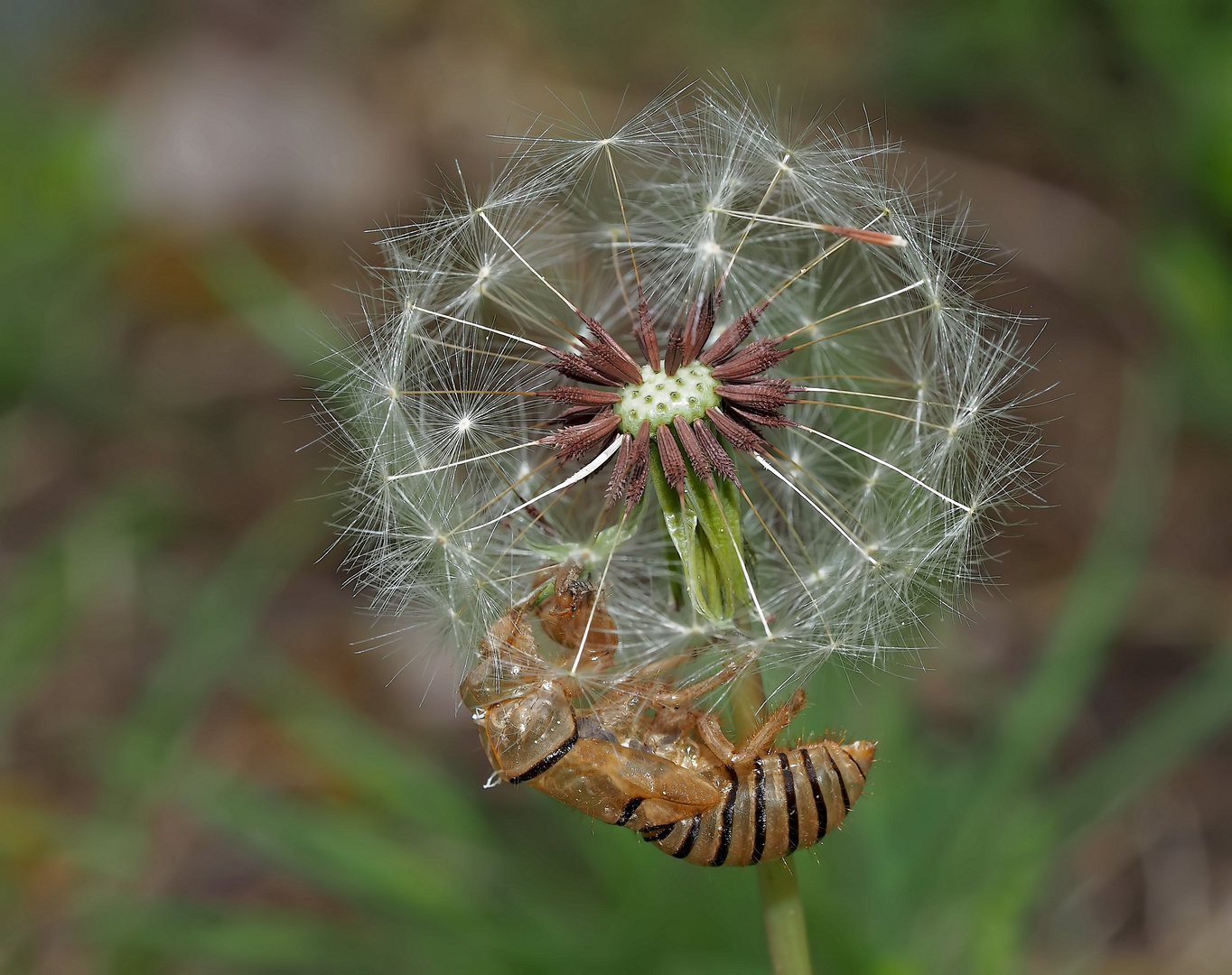 Larvenhülle einer Singzikade (Cicadetta montana) - Cigale des montagnes.