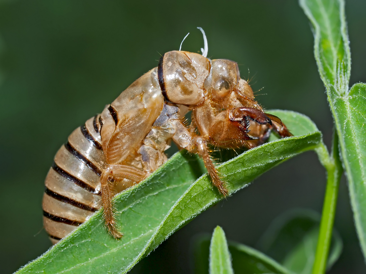 Larvenhülle einer Singzikade (Cicadetta montana) - Cigale des montagnes.