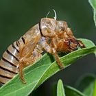 Larvenhülle einer Singzikade (Cicadetta montana) - Cigale des montagnes.