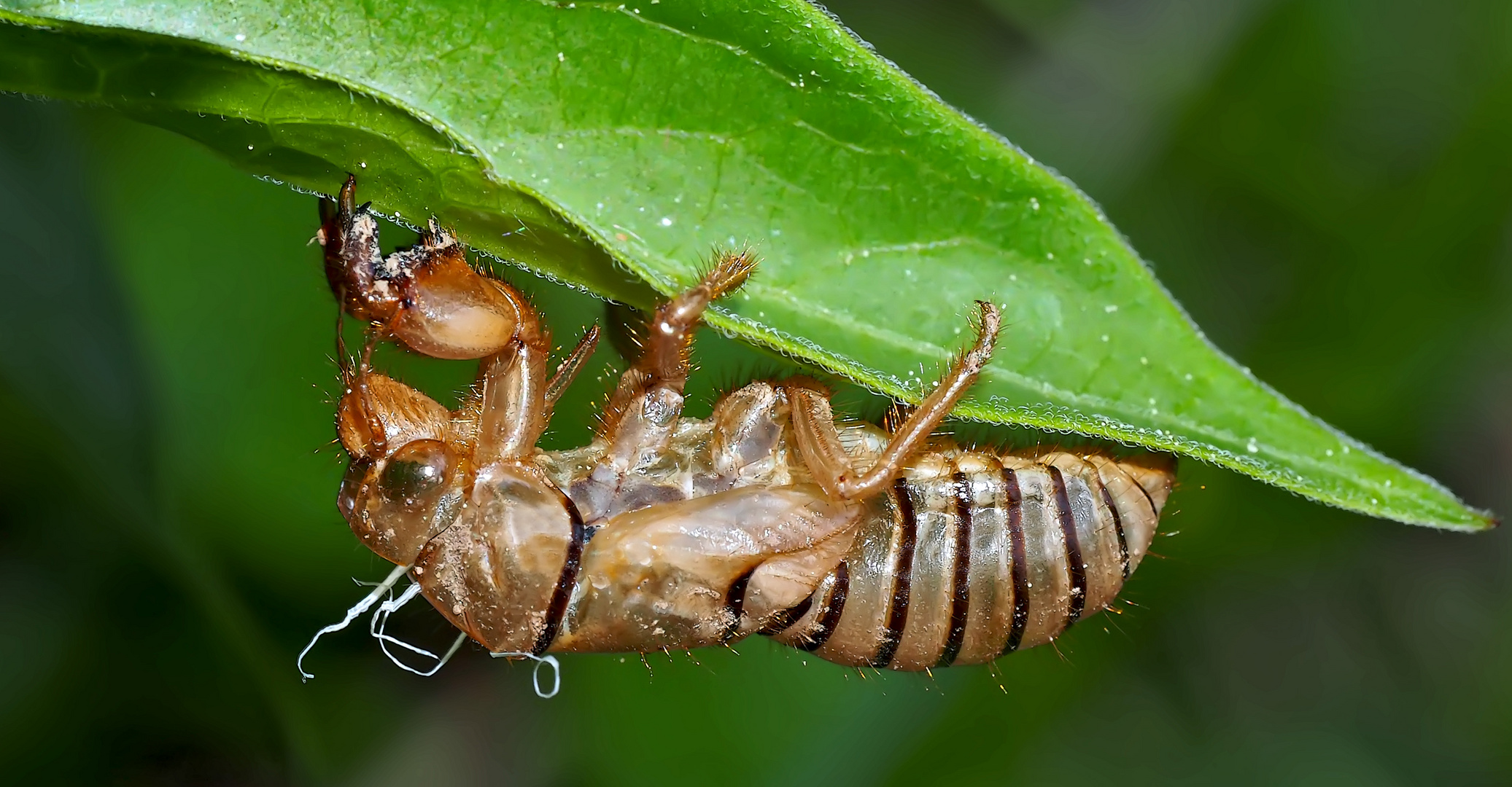 Larvenhülle einer Singzikade (Cicadetta montana) - Cigale des montagnes.