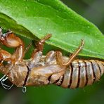 Larvenhülle einer Singzikade (Cicadetta montana) - Cigale des montagnes.