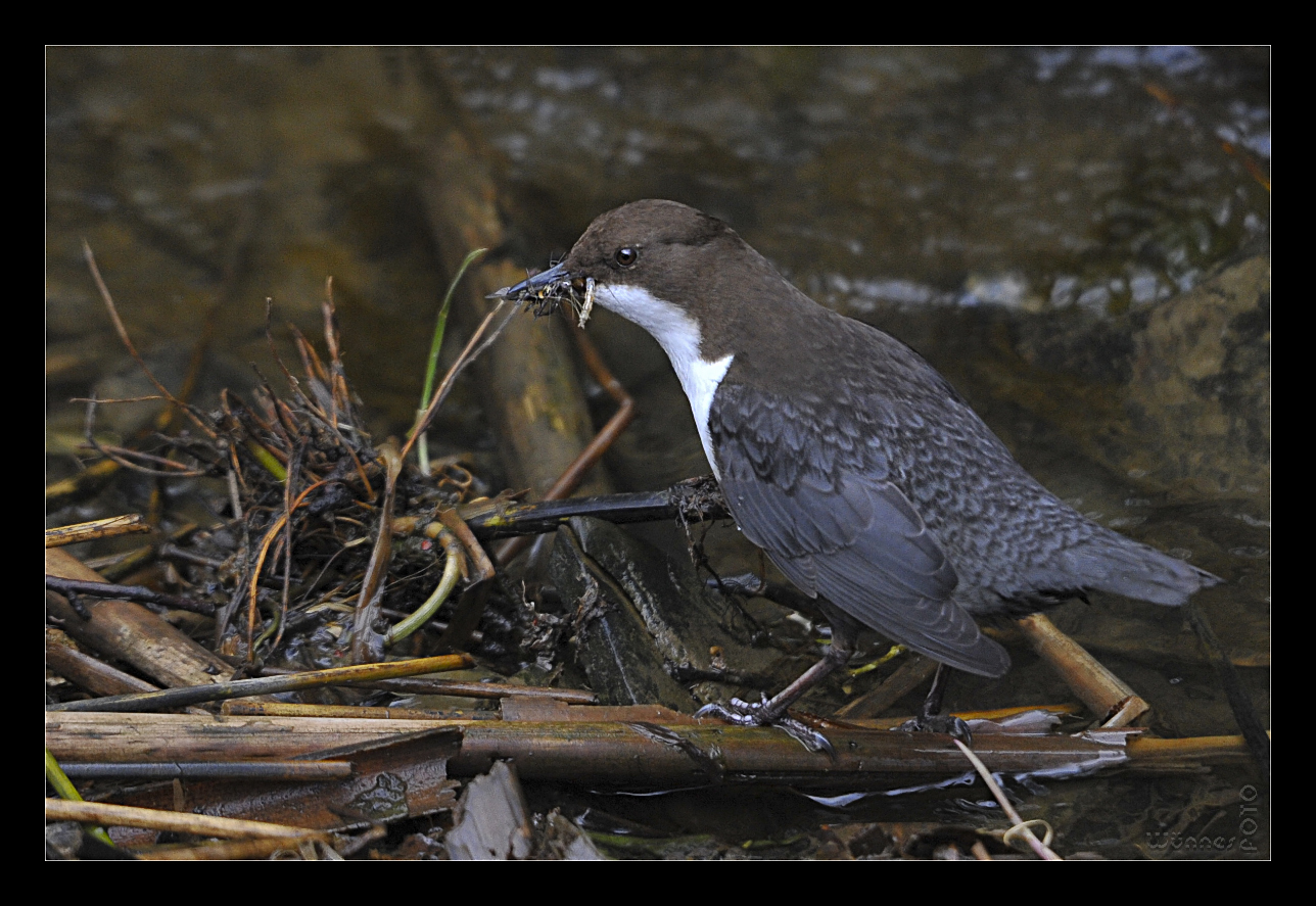 Larvensammler