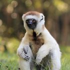 Larvensifaka (1/6)