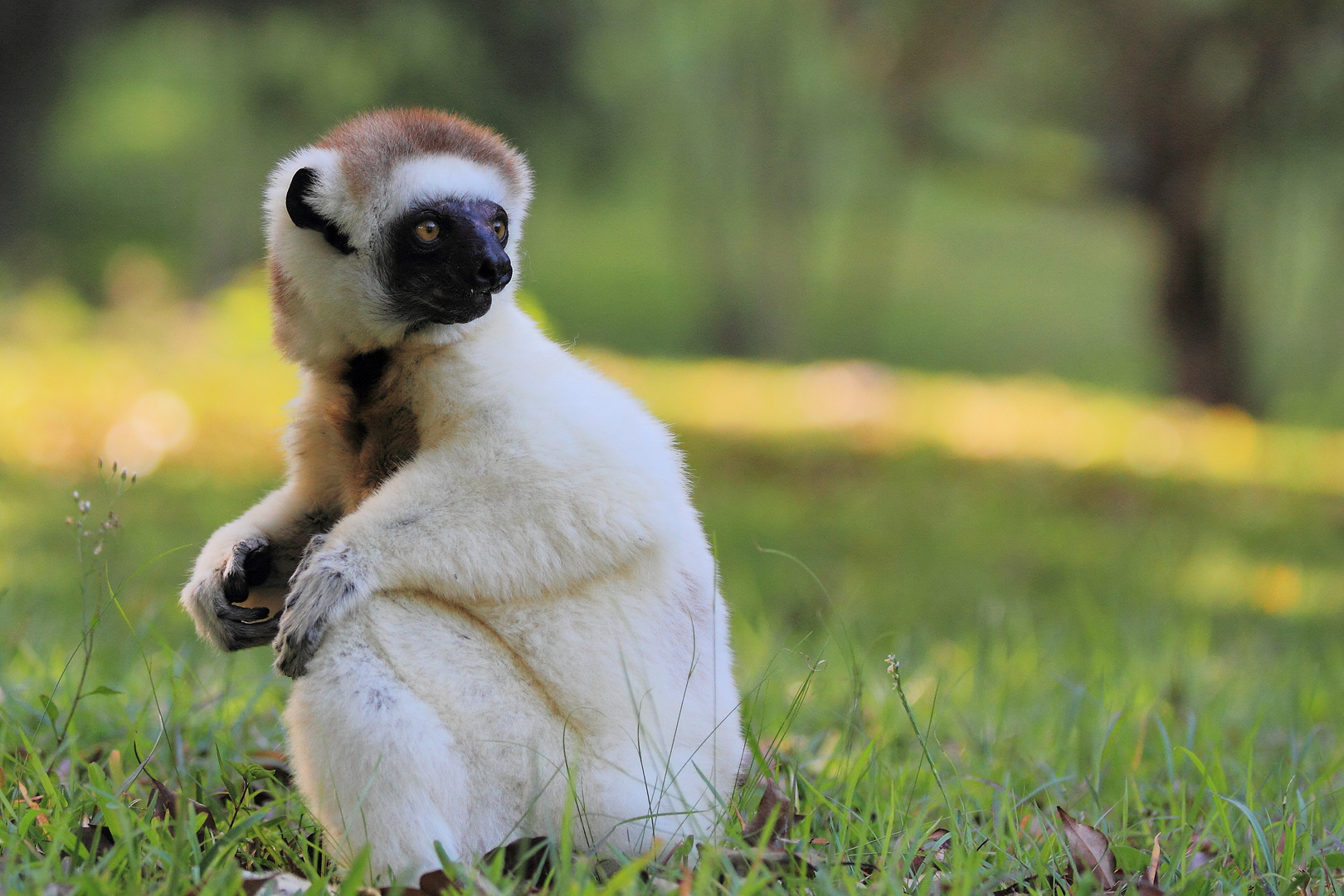 Larvensifaka (2/6)