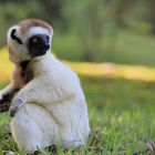 Larvensifaka (2/6)