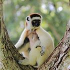 Larvensifaka (3/6)