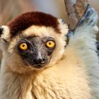 Larvensifaka