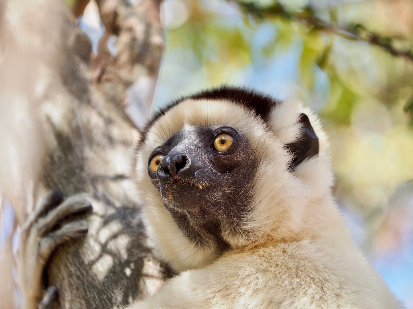 Larvensifaka