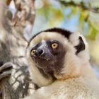 Larvensifaka