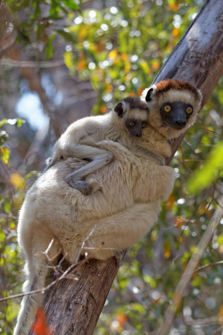 Larvensifaka