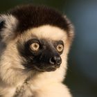 Larvensifaka-Porträt