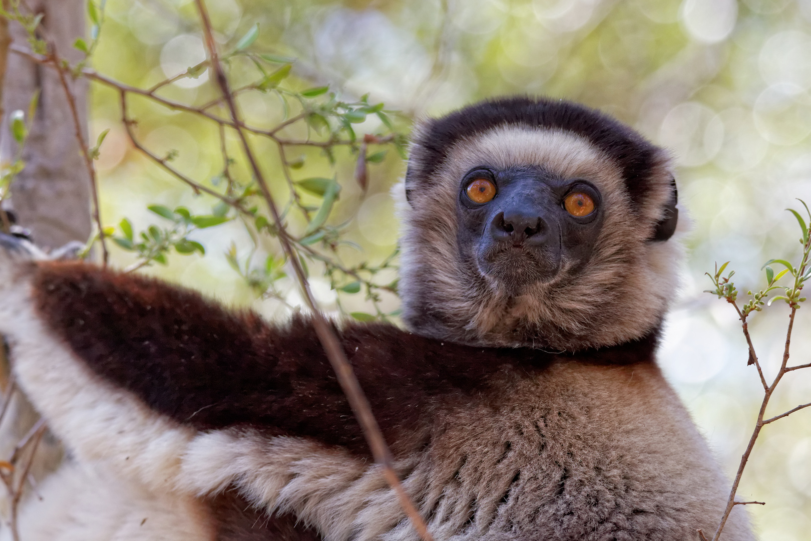 Larvensifaka_1